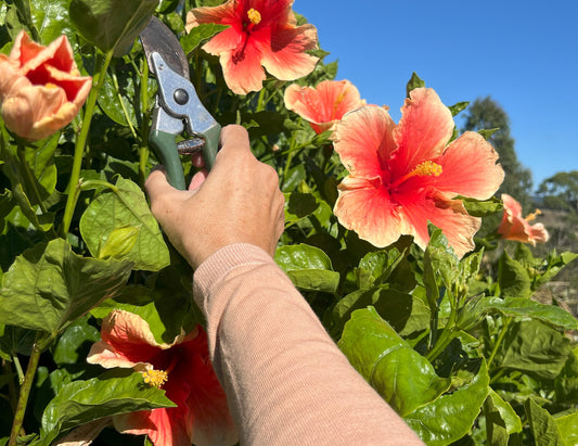 Gardening with Care: Nurturing Your Plants While Protecting Your Skin from Tears